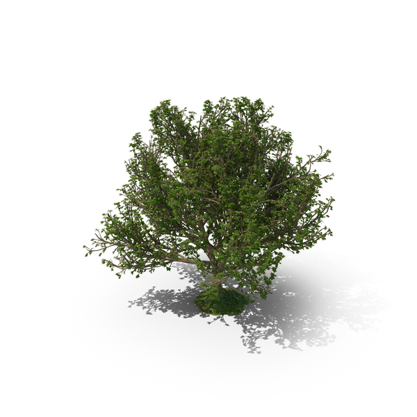 Tree PNG Images & PSDs for Download | PixelSquid - S11117104C