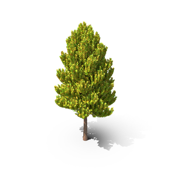 Tree Summer PNG & PSD Images
