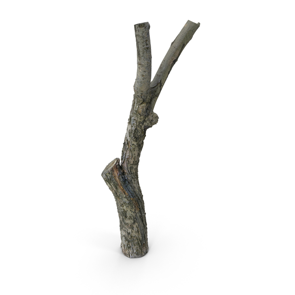 Tree Trunk PNG & PSD Images Tree Trunk PNG & PSD Images