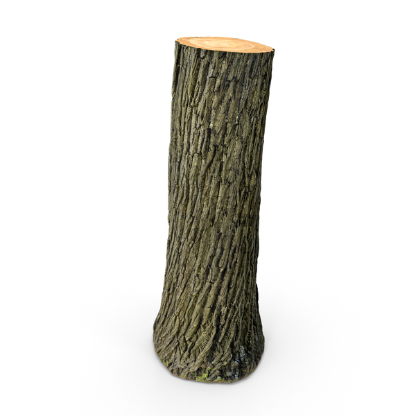 Tree Trunk PNG & PSD Images