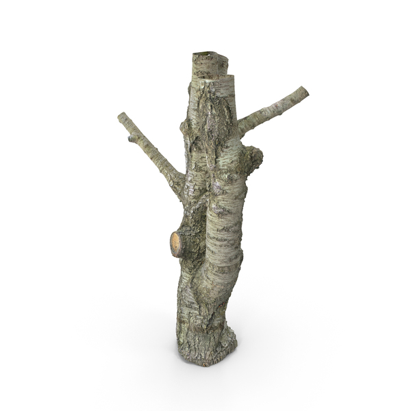 Tree Trunk PNG & PSD Images Tree Trunk PNG & PSD Images