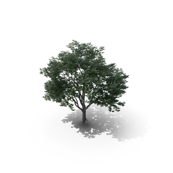 Tree PNG & PSD Images Tree PNG & PSD Images