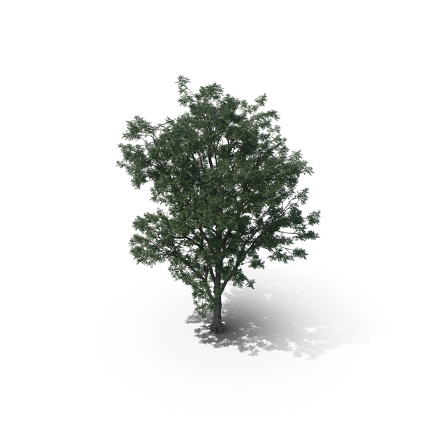 Tree PNG & PSD Images Tree PNG & PSD Images