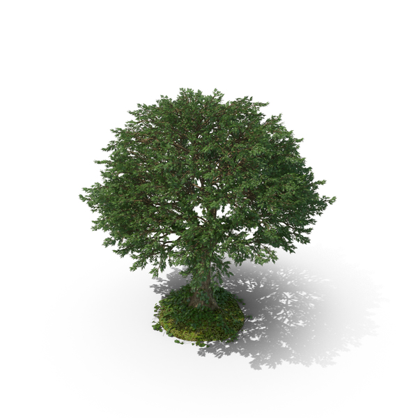 Tree with Vines PNG & PSD Images Tree with Vines PNG & PSD Images
