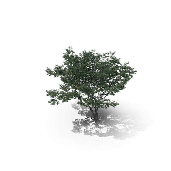 Tree PNG & PSD Images Tree PNG & PSD Images