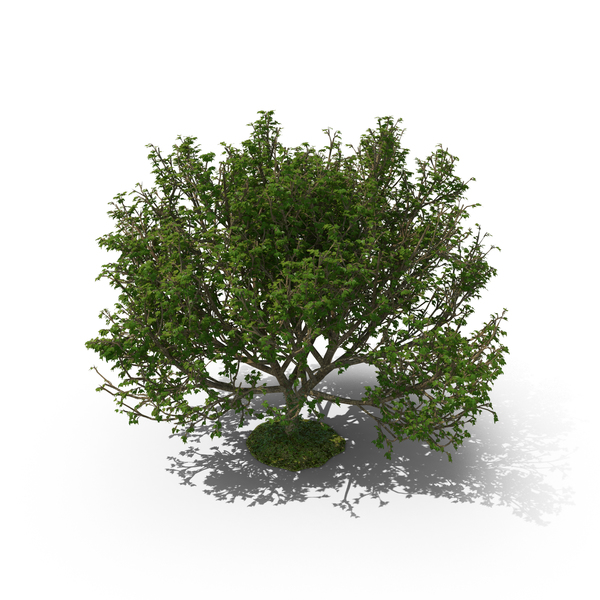Tree PNG & PSD Images Tree PNG & PSD Images