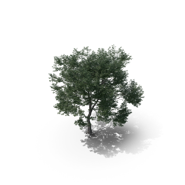 Tree PNG & PSD Images Tree PNG & PSD Images