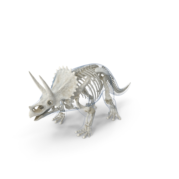 Triceratops Skeleton Standing Pose With Transparent Skin PNG & PSD Images