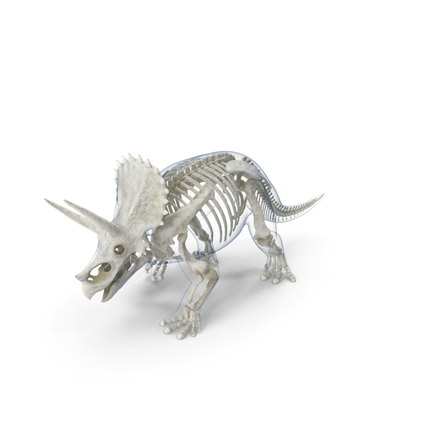 Triceratops Skeleton Walking Pose with Transparent Skin PNG & PSD Images Triceratops Skeleton Walking Pose with Transparent Skin PNG & PSD Images