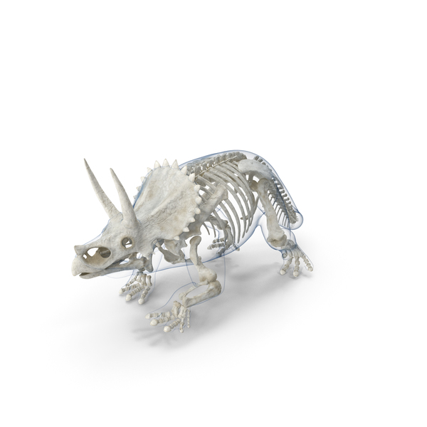 Triceratops Skeleton with Transparent Skin PNG & PSD Images Triceratops Skeleton with Transparent Skin PNG & PSD Images