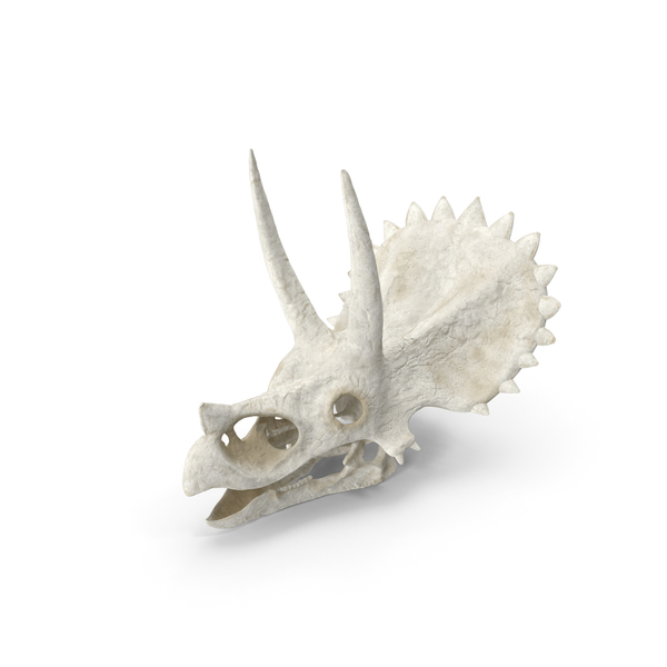 triceratops skull