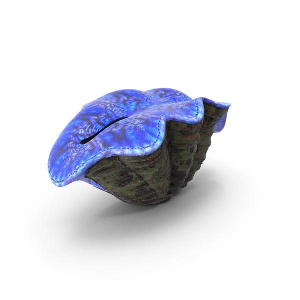 Reef: Tridacna Coral PNG & PSD Images Reef: Tridacna Coral PNG & PSD Images