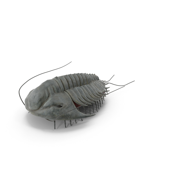 Trilobite Extinct Marine Arachnomorph Arthropod PNG & PSD Images Trilobite Extinct Marine Arachnomorph Arthropod PNG & PSD Images