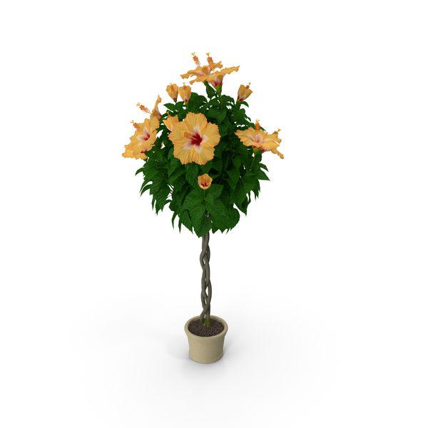 Triple Twist Braided Hibiscus Orange PNG & PSD Images Triple Twist Braided Hibiscus Orange PNG & PSD Images