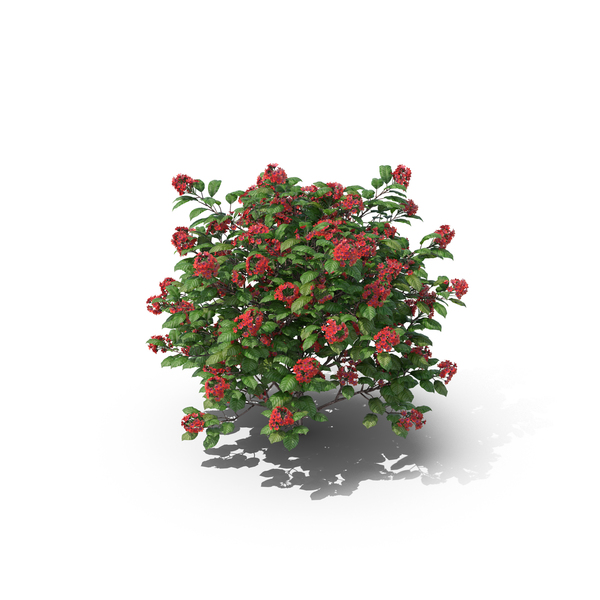 Tropical Rose Hydrangea PNG & PSD Images Tropical Rose Hydrangea PNG & PSD Images