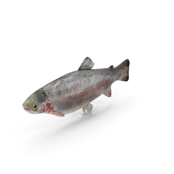 Trout Fish PNG & PSD Images