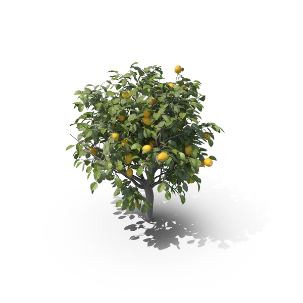 Ts Backlog : Lemon Tree PNG & PSD Images Ts Backlog : Lemon Tree PNG & PSD Images