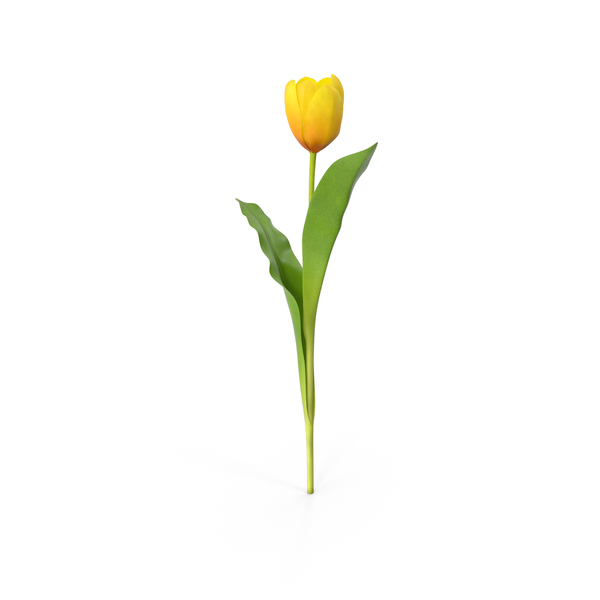 Tulip PNG & PSD Images Tulip PNG & PSD Images