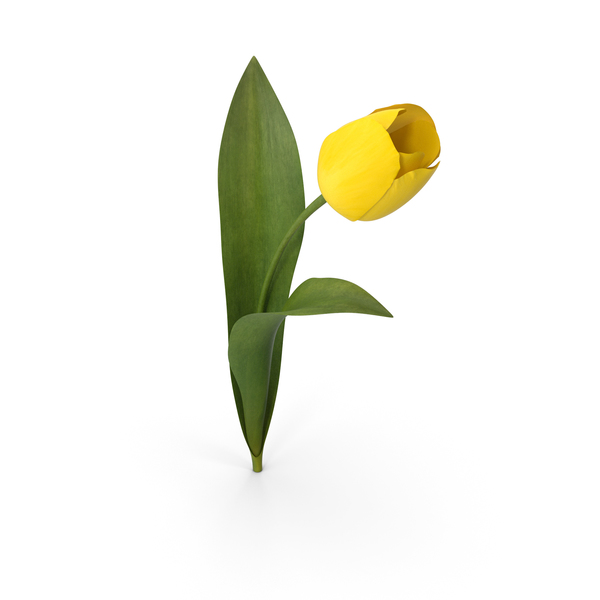 Tulip PNG & PSD Images