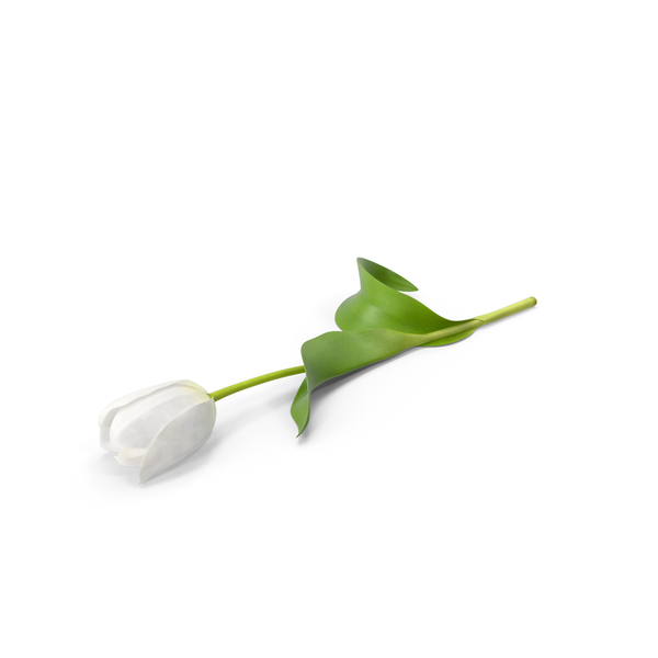 Tulip PNG & PSD Images