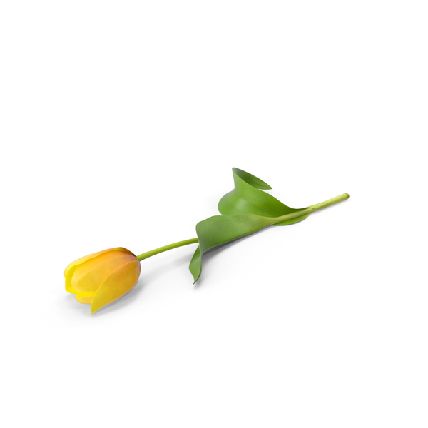 Tulip PNG & PSD Images Tulip PNG & PSD Images