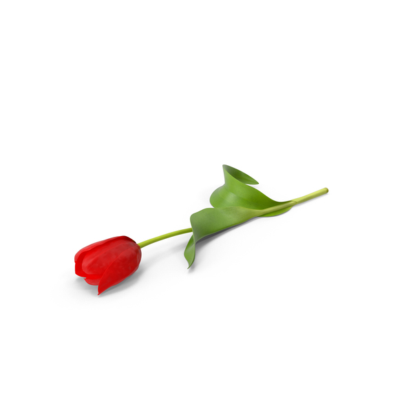 Tulip PNG & PSD Images Tulip PNG & PSD Images
