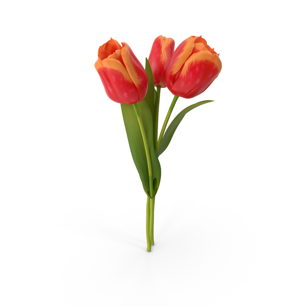 Tulip PNG & PSD Images Tulip PNG & PSD Images
