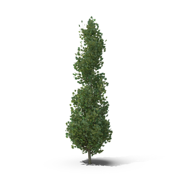 Tulip Poplar PNG & PSD Images Tulip Poplar PNG & PSD Images