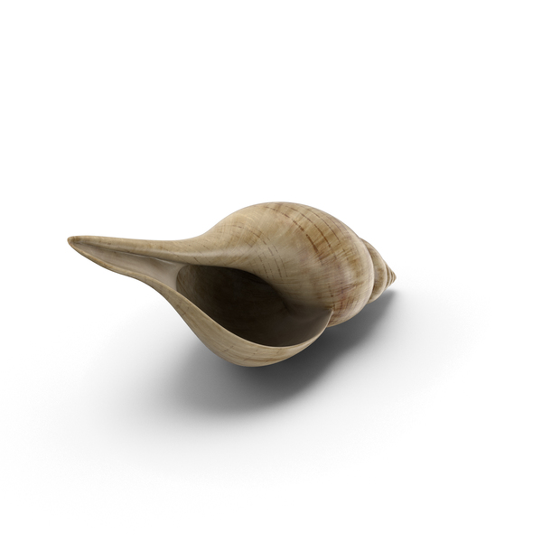 Seashell: Tulip Shell PNG & PSD Images