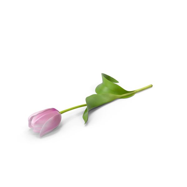 Tulip PNG & PSD Images Tulip PNG & PSD Images