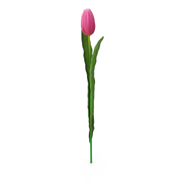 Tulip PNG & PSD Images Tulip PNG & PSD Images