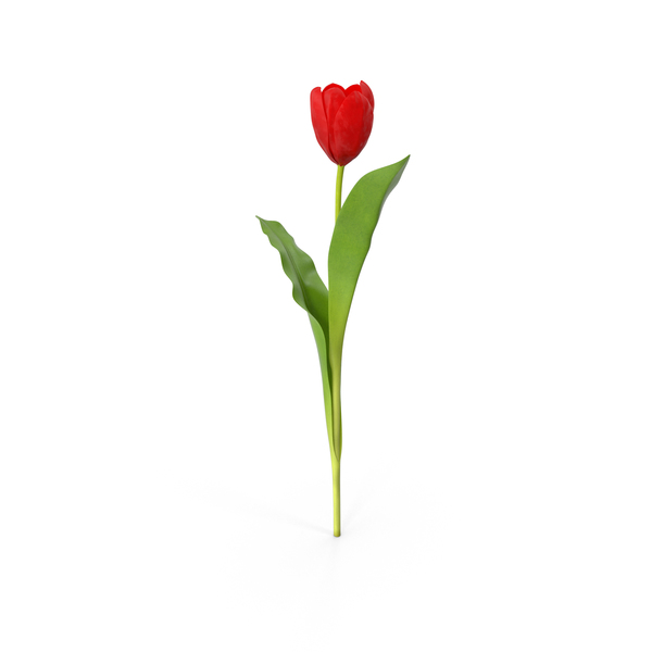 Tulip PNG & PSD Images Tulip PNG & PSD Images