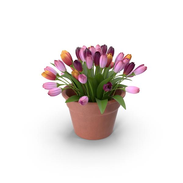 Bouquet: Tulips In Pot PNG & PSD Images Bouquet: Tulips In Pot PNG & PSD Images