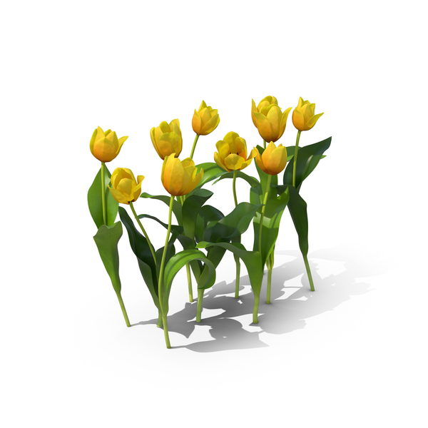 Tulip: Tulips PNG & PSD Images