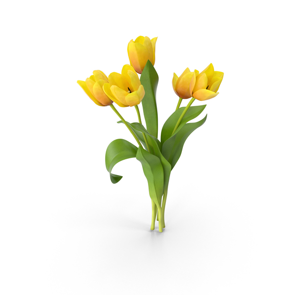 Tulip: Tulips PNG & PSD Images