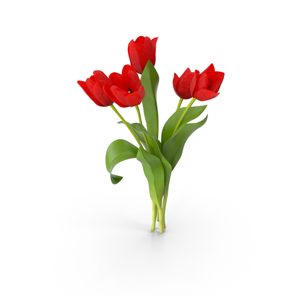 Tulip: Tulips PNG & PSD Images Tulip: Tulips PNG & PSD Images