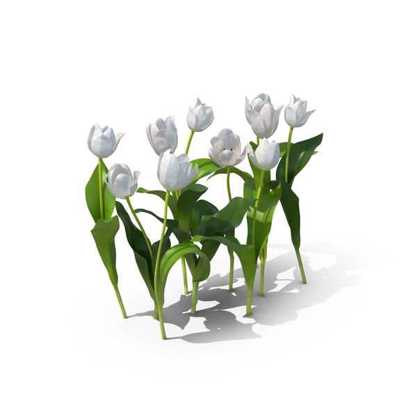 Tulip: Tulips PNG & PSD Images Tulip: Tulips PNG & PSD Images