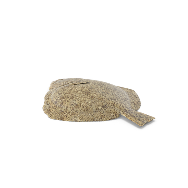 Turbot PNG & PSD Images Turbot PNG & PSD Images