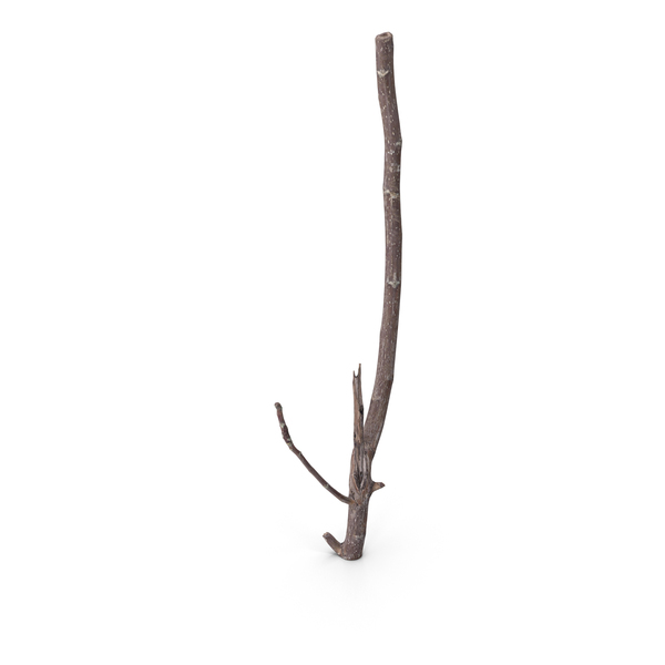 Twig PNG & PSD Images Twig PNG & PSD Images