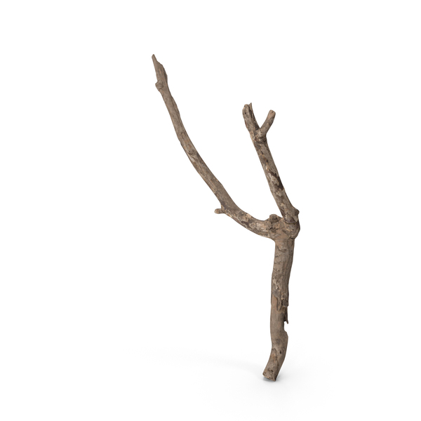 Twig Scanned PNG Images & PSDs for Download | PixelSquid - S122304595