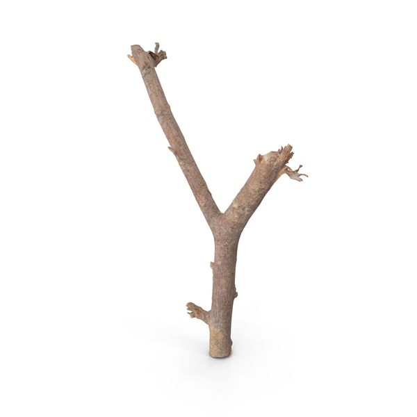 Twig Scanned PNG & PSD Images Twig Scanned PNG & PSD Images