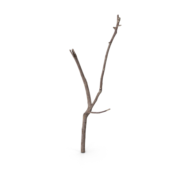 Twig Scanned PNG & PSD Images Twig Scanned PNG & PSD Images