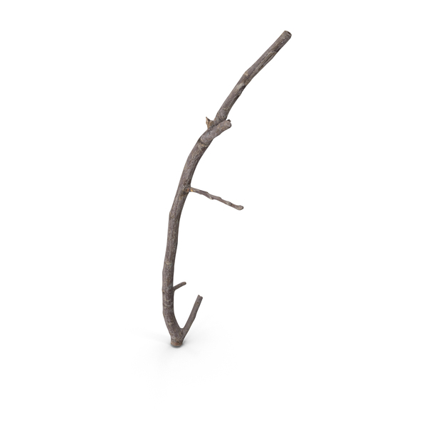 Twig Scanned PNG & PSD Images