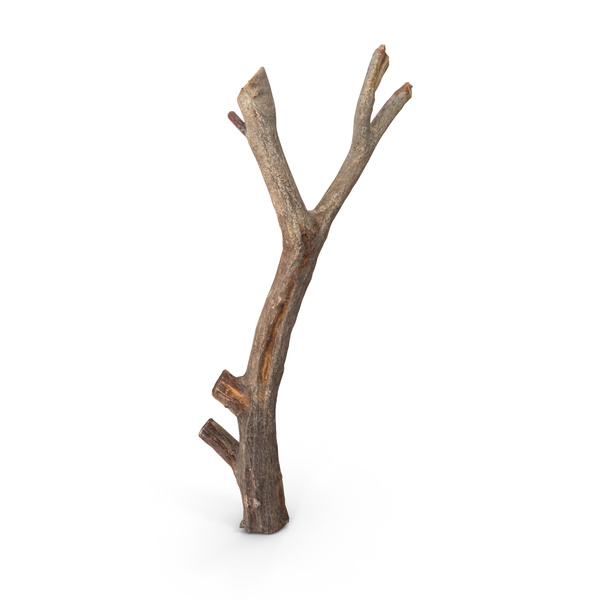 Twig Scanned PNG & PSD Images