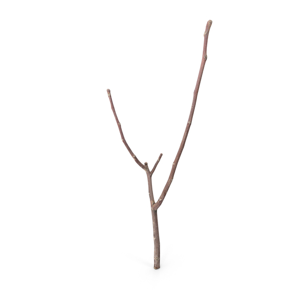 Twig Scanned PNG & PSD Images Twig Scanned PNG & PSD Images
