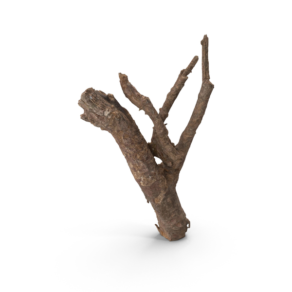 Twig Scanned PNG & PSD Images Twig Scanned PNG & PSD Images
