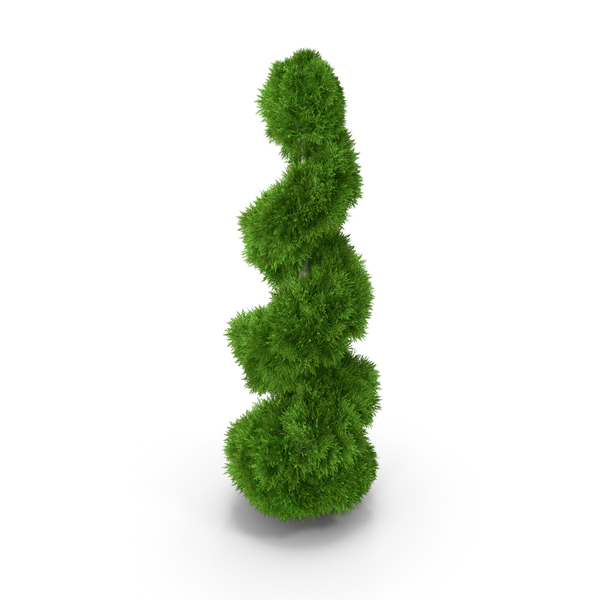 Bush: Twisted Chinese Arborvitae PNG & PSD Images Bush: Twisted Chinese Arborvitae PNG & PSD Images