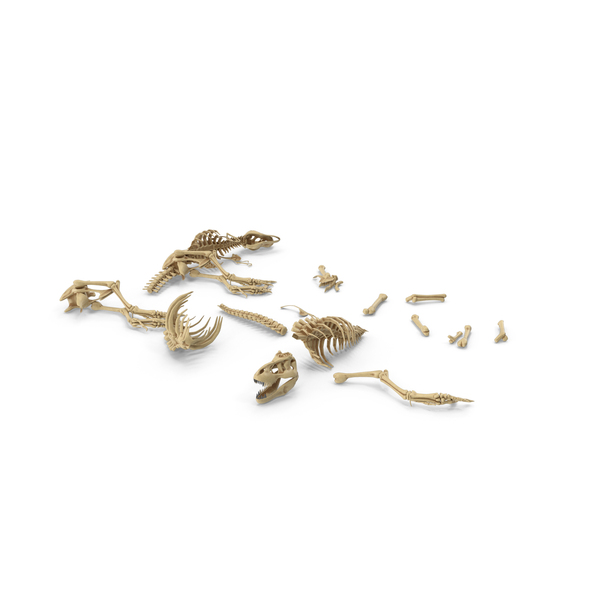 Dinosaur Skeleton: Two Dinosaurus Skeletons On Ground PNG & PSD Images Dinosaur Skeleton: Two Dinosaurus Skeletons On Ground PNG & PSD Images