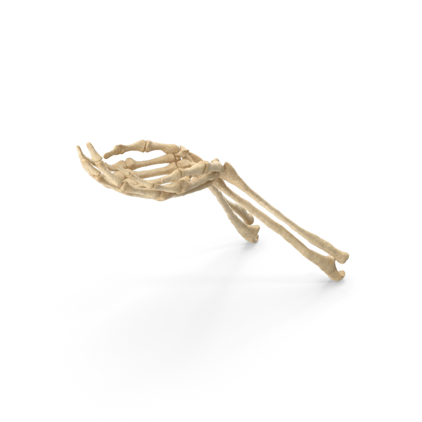 Hand: Two Skeleton Hands Handfull Hold Pose PNG & PSD Images Hand: Two Skeleton Hands Handfull Hold Pose PNG & PSD Images