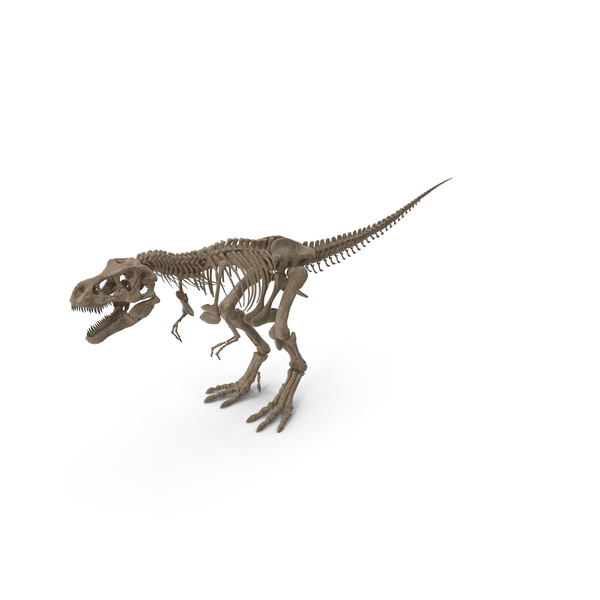 Dinosaur: Tyrannosaurus Rex Skeleton Fossil PNG & PSD Images Dinosaur: Tyrannosaurus Rex Skeleton Fossil PNG & PSD Images